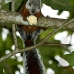 squirrel_variegated_tar_v_0233_cos0538.jpg